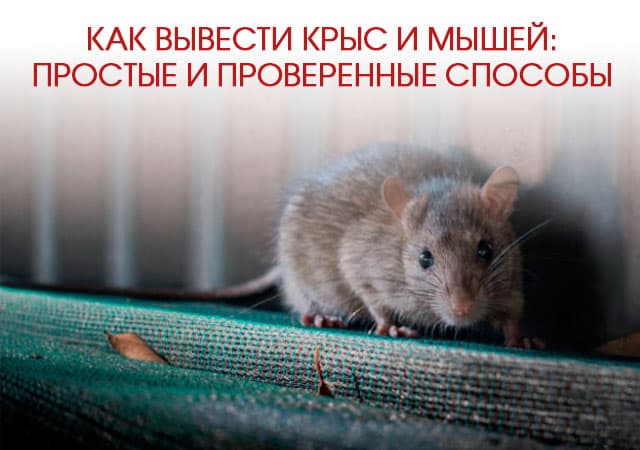 Как вывести крыс и мышей в Ступино: простые и проверенные способы
