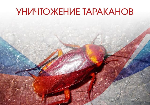 Уничтожение тараканов в Ступино