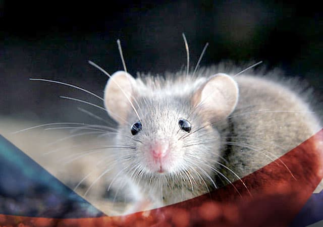 Уничтожение мышей в Ступино
